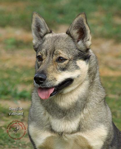 Swedish Vallhund 9J100D-11.JPG